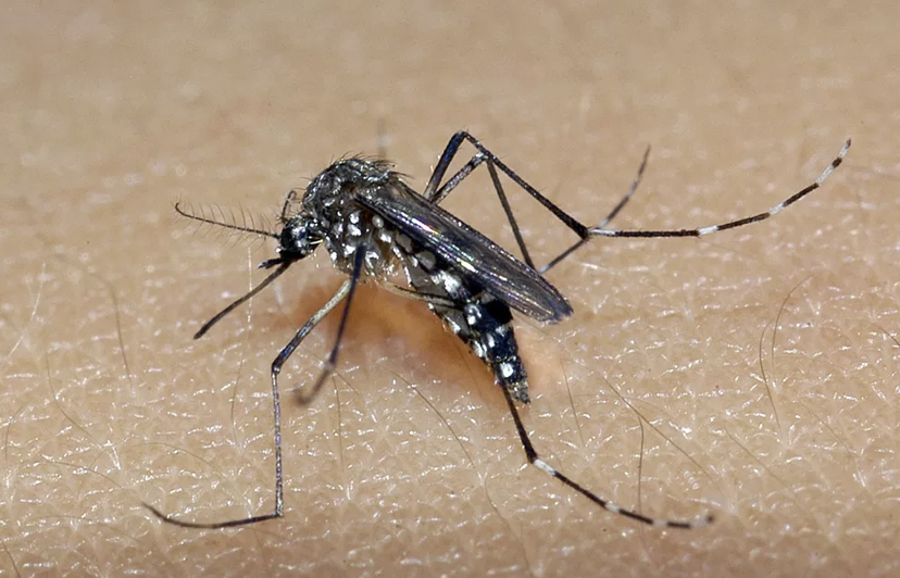 Secretaria de Saúde emite alerta sanitário após registrar recorde de casos de chikungunya em Goiás