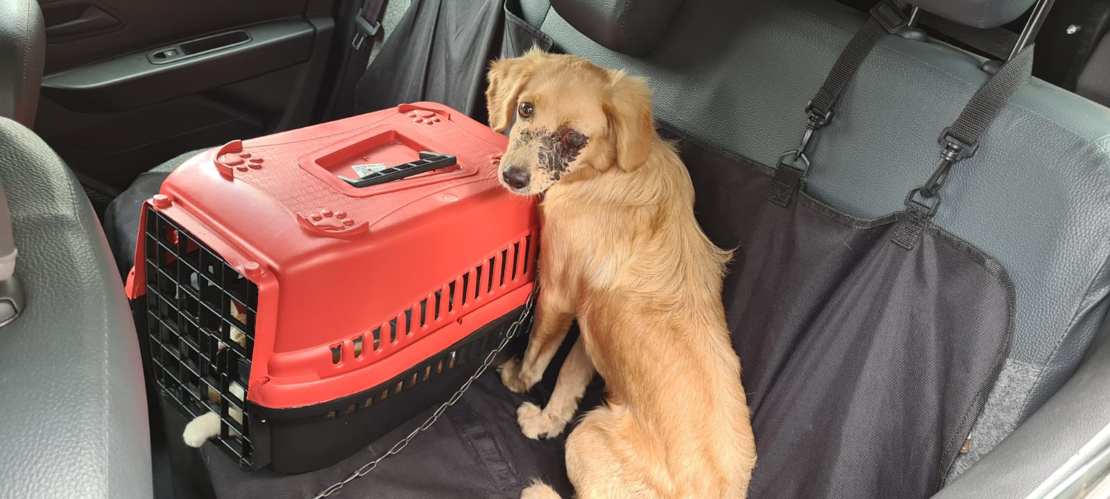 Idoso é preso por maus-tratos contra cão e gato