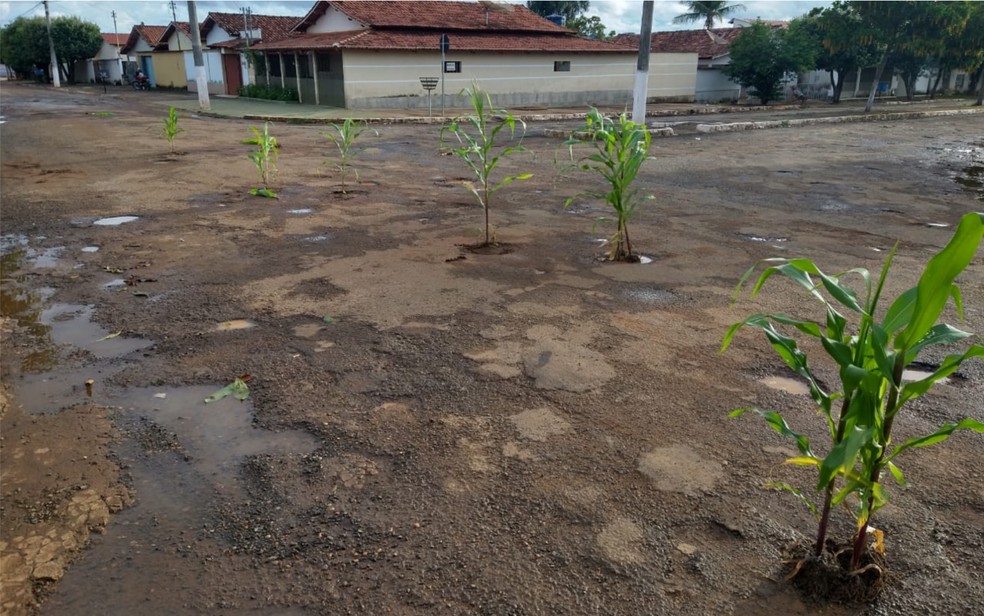 Moradores plantam milho em buracos de rua de Nova Glória