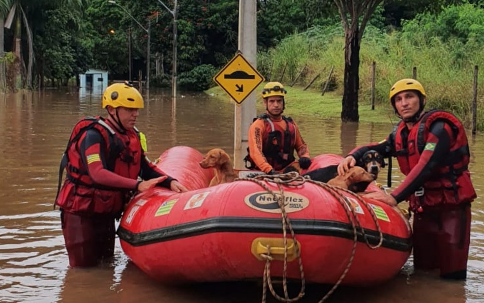 Bombeiros resgatam cães ilhados em viveiro após forte chuva no Jardim Novo Mundo, em Goiânia