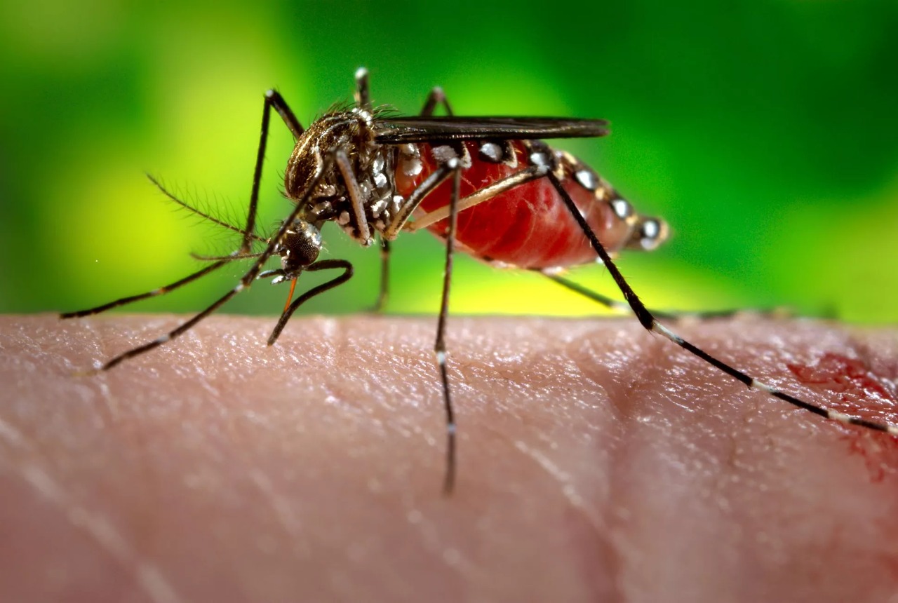 Goiás tem maior número de morte por dengue no País