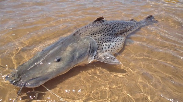 Pesca de pintado passa a ser proibida em todo o Brasil a partir de setembro