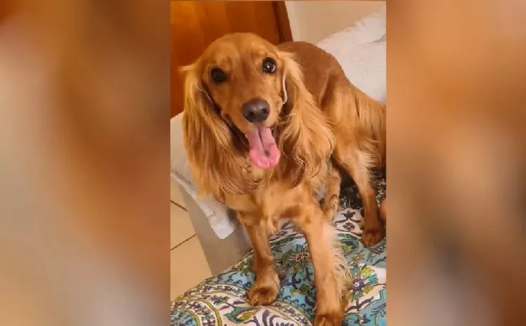 Suspeito de matar o cachorro da namorada é preso, em Goiânia