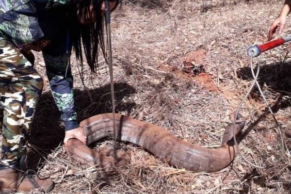 Cobra de 70kg é capturada em Goiás e impressiona