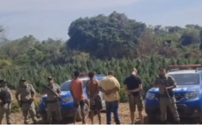 Grupo é preso suspeito de cultivar plantação de maconha no Norte de Goiás