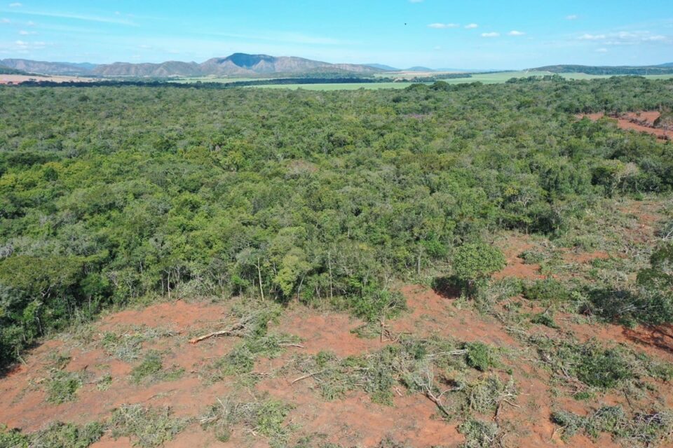 Desmatamento cai 59% em Goiás no primeiro semestre de 2024